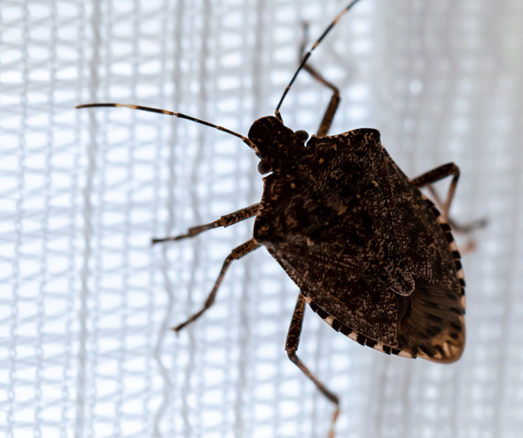 Are Stink Bugs Harmful to Humans?